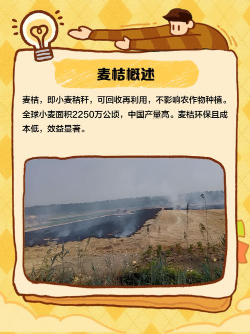 麦桔