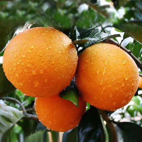 冬季宜补水，水果大军来咯！麦桔